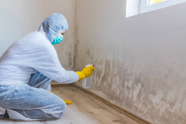 Licensed Black Mold Removal service in South Amboy, NJ - WQB Mold Removal