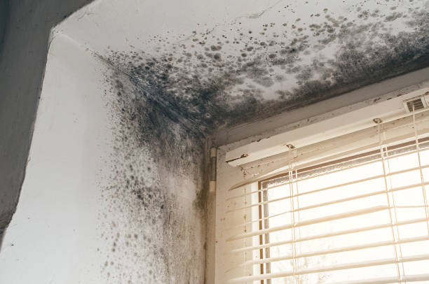 Affordable Black Mold Removal solutions in South Amboy, NJ
