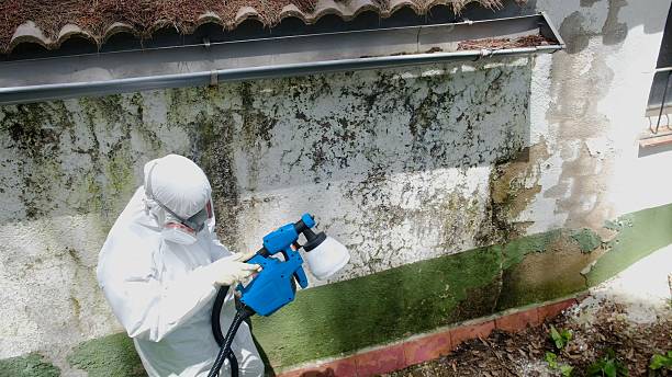 Top rated local Black Mold Removal specialists in South Amboy, NJ